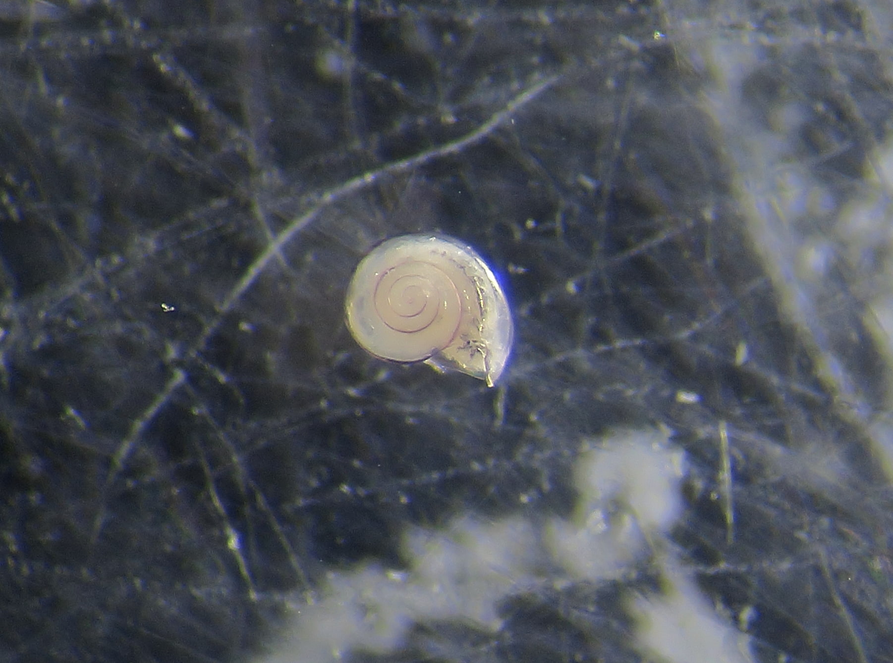 Gasteropode da ID